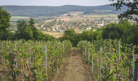 Újra lecsaphat a példátlan károkat okozó rovar