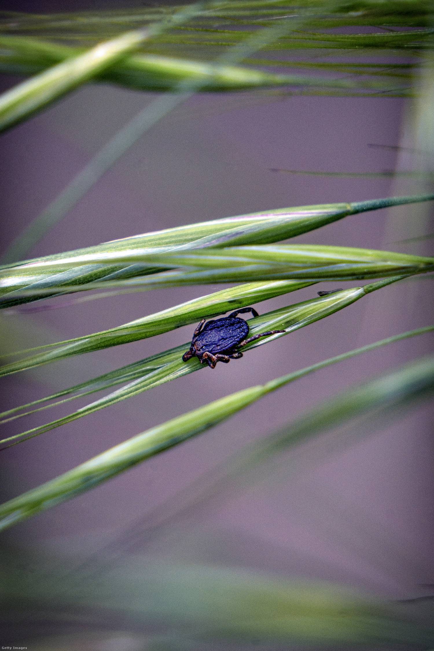 Hyalomma kullancs.
