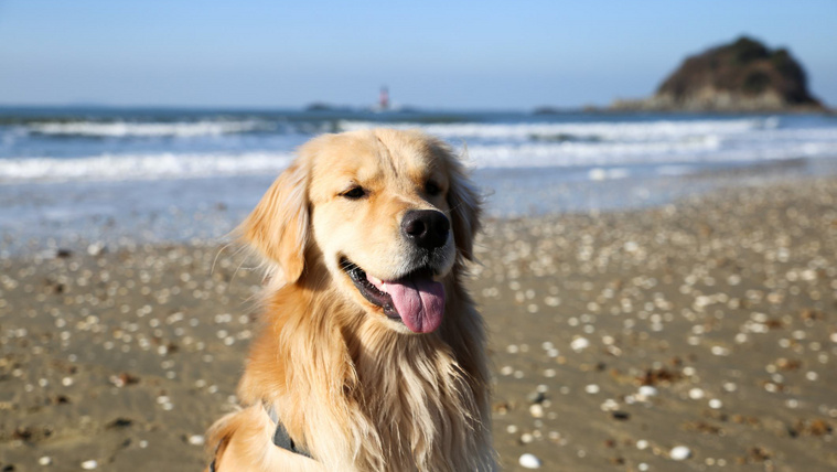Így lett egy golden retriever az online térképek sztárja