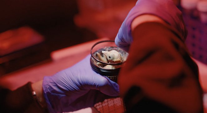 A Jurassic Park életre kel? Megvannak az első mesterséges tojások