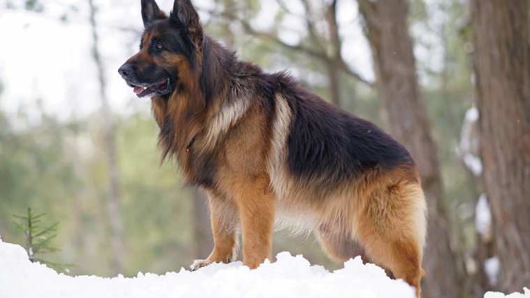 Német juhászkutya felturbózva: a king shepherd