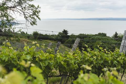 Továbbra is terjed a szőlők egyik legpusztítóbb betegsége a Balatonnál, de példás összefogás indult ellene