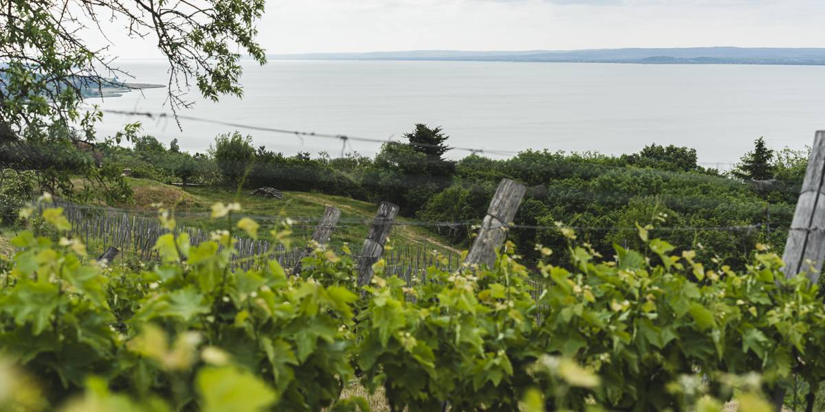 Továbbra is terjed a szőlők egyik legpusztítóbb betegsége a Balatonnál, de példás összefogás indult ellene