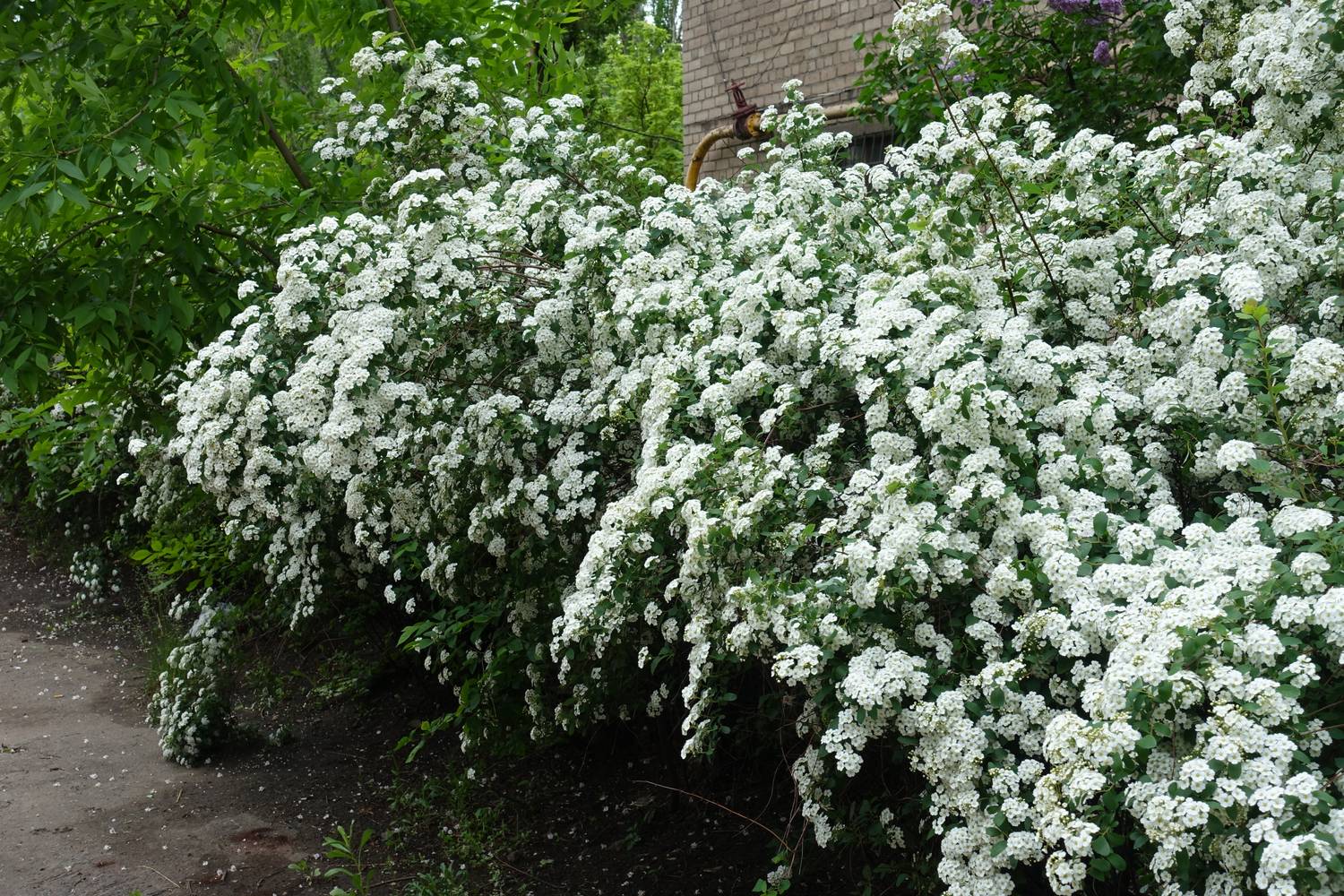 A kerti gyöngyvessző (Spiraea × vanhouttei) tavasszal olyan dús, fehér virágzuhatagot produkál, mintha egy hófödte fal állna a kert szélén. Finom, sűrűn ágas szerkezete miatt a lombhullatás után, télen is ad egyfajta laza takarást, emellett a metszést is jól bírja, így könnyen formázható, mutatós sövénnyé nevelhető.