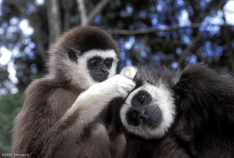 Gibbonfélék&nbsp;A gibbonféléket sokáig a hűséges főemlősök mintapéldájaként emlegették