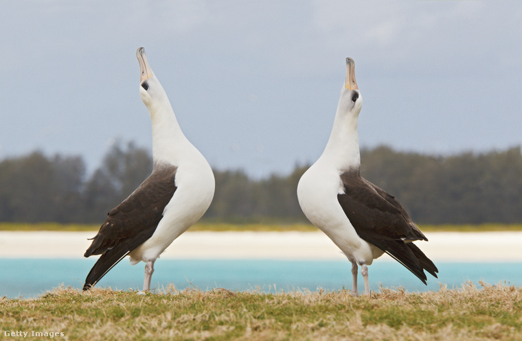 AlbatroszfélékAz albatroszfélék igazi romantikus figuráknak tűnnek az állatvilágban