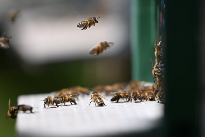 Méhekre szórt liszttel buktatták le a tolvajokat, a törvény keményen lecsapott