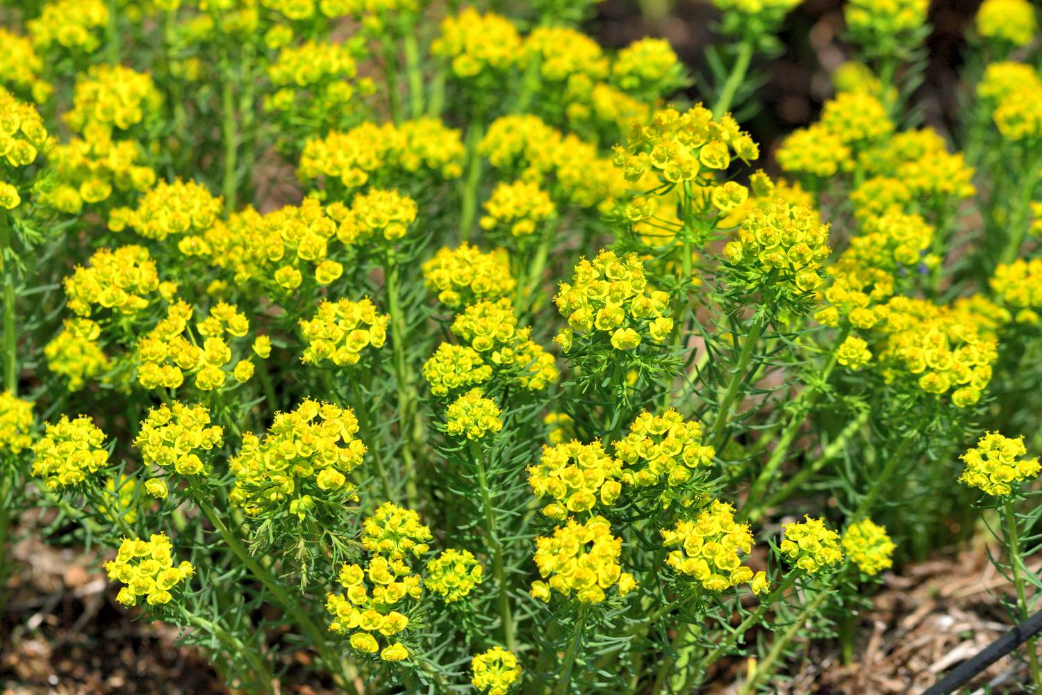 A farkas-kutyatej (Euphorbia cyparissias) közepesen mérgező növény. Fehér tejnedve a bőrrel érintkezve égő érzést, bőrpírt és akár hólyagosodást is okozhat. Szembe jutva különösen veszélyes. Áprilistól júniusig virágzik. Hogyan kerül a kertbe? Gyökérsarjakkal és magokkal egyaránt terjed, ezért a füves területeken és díszágyásokban is könnyen megjelenhet.