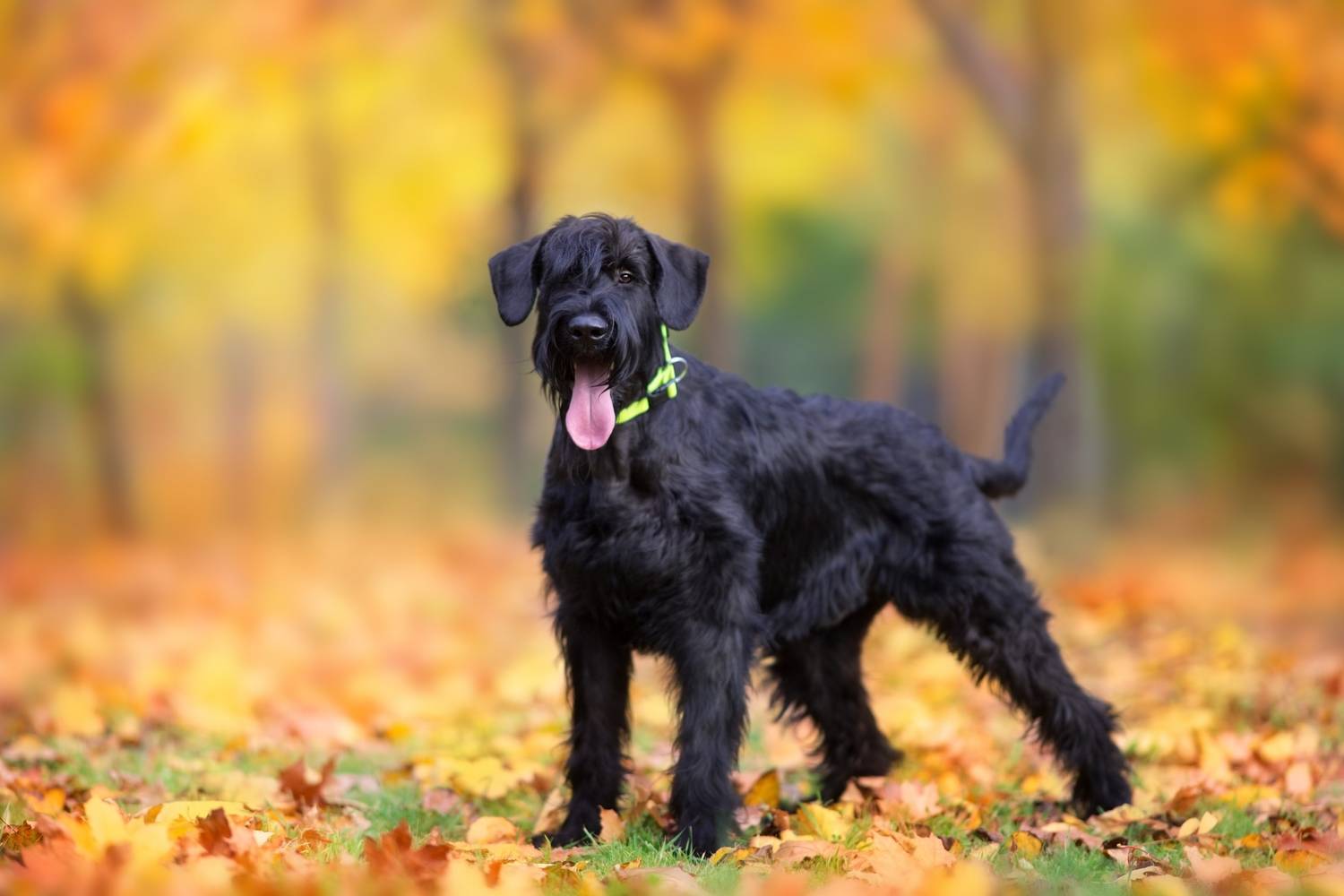 A törpe schnauzer intelligens és bátor kutya, amely kis mérete ellenére kiváló jelzőkutya, minden szokatlan zajra gyorsan reagál.