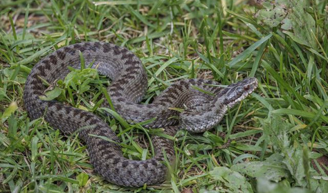 Az udvarán mart meg egy nőt a kárpáti vipera