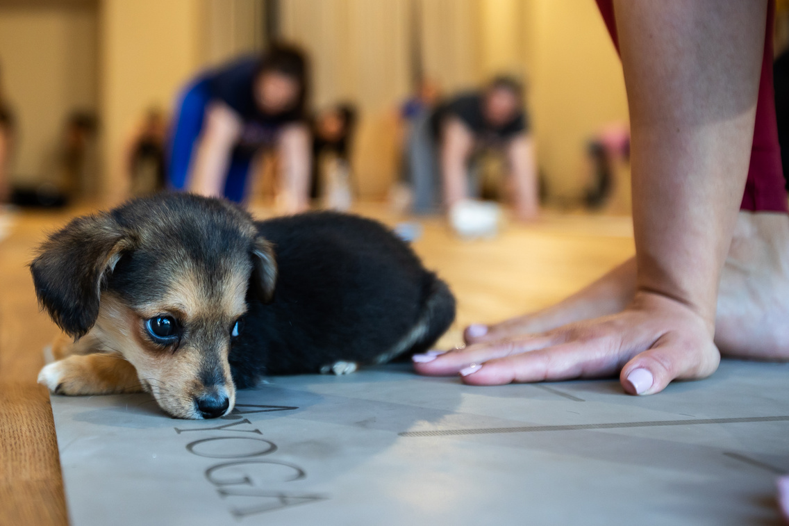 puppy joga polyak attila 20240318 017