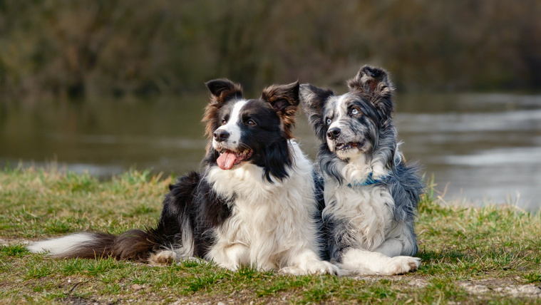 Törékeny bárányokat terelő border collie-k: látnod kell, milyen óvatosak (videó)