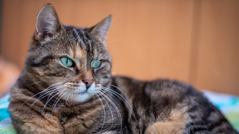Ők a cicavilág unikornisai: a torbie macskák