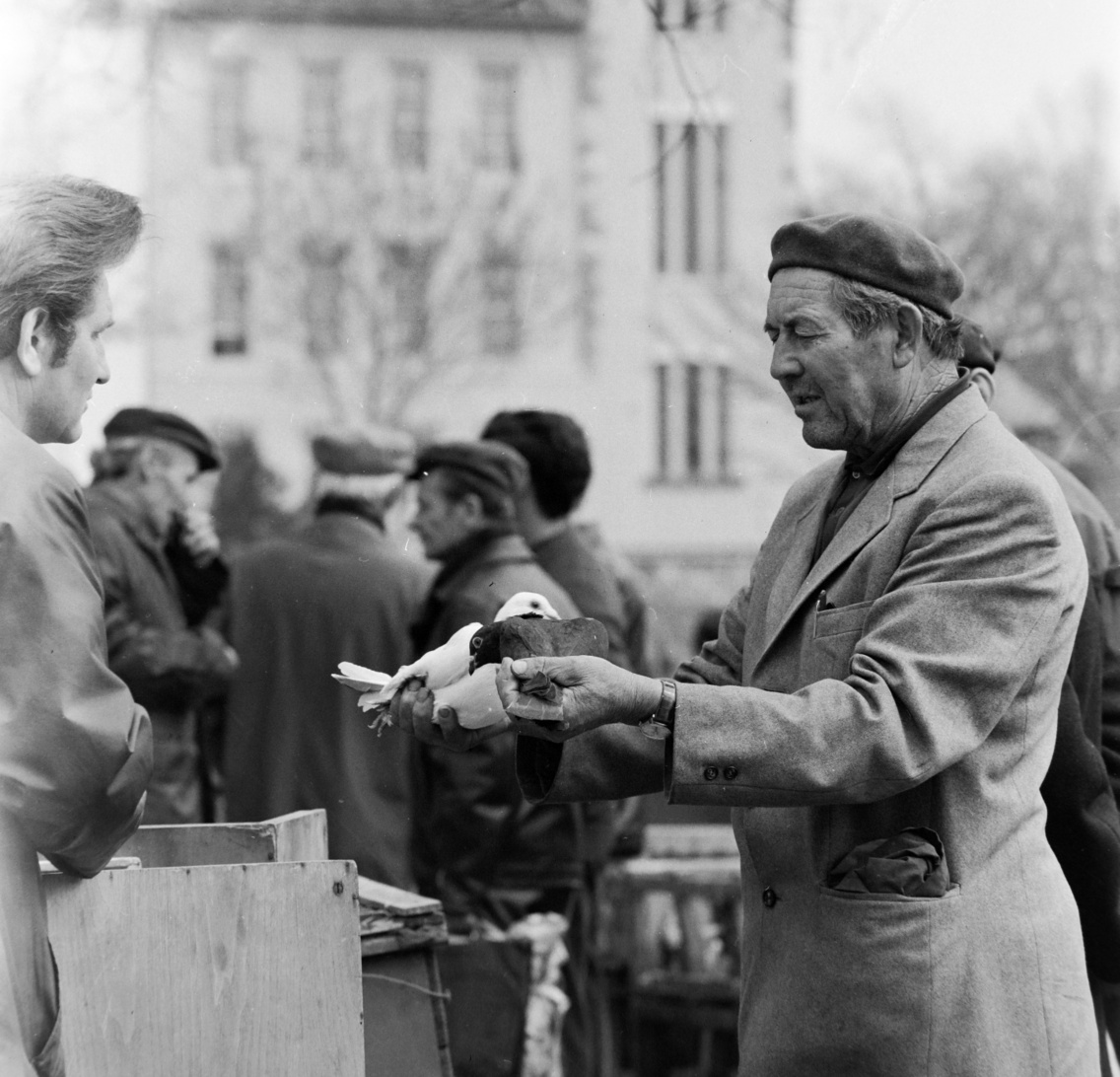 Kossuth tér, háttérben a Latinca Sándor Gép- és Villamosipari Szakközépiskola (később Trefort Ágoston Két Tanítási Nyelvű Technikum), kisállatpiac, 1978