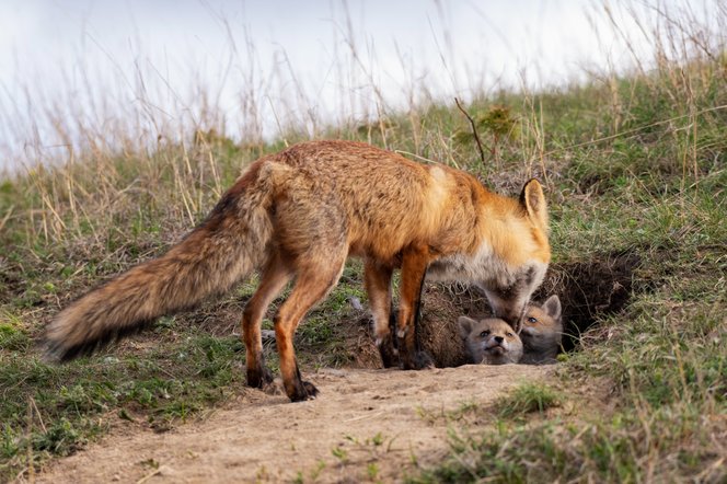 Kegyetlen módszerrel ölik a vadászok az&nbsp;állatokat, közben a&nbsp;kutyájuk is szenved