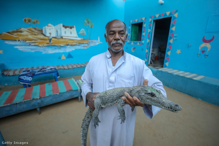 Egy helyi lakos krokodilt tart a kezében a dél-egyiptomi Nubian Village településen 2025. május 4-én