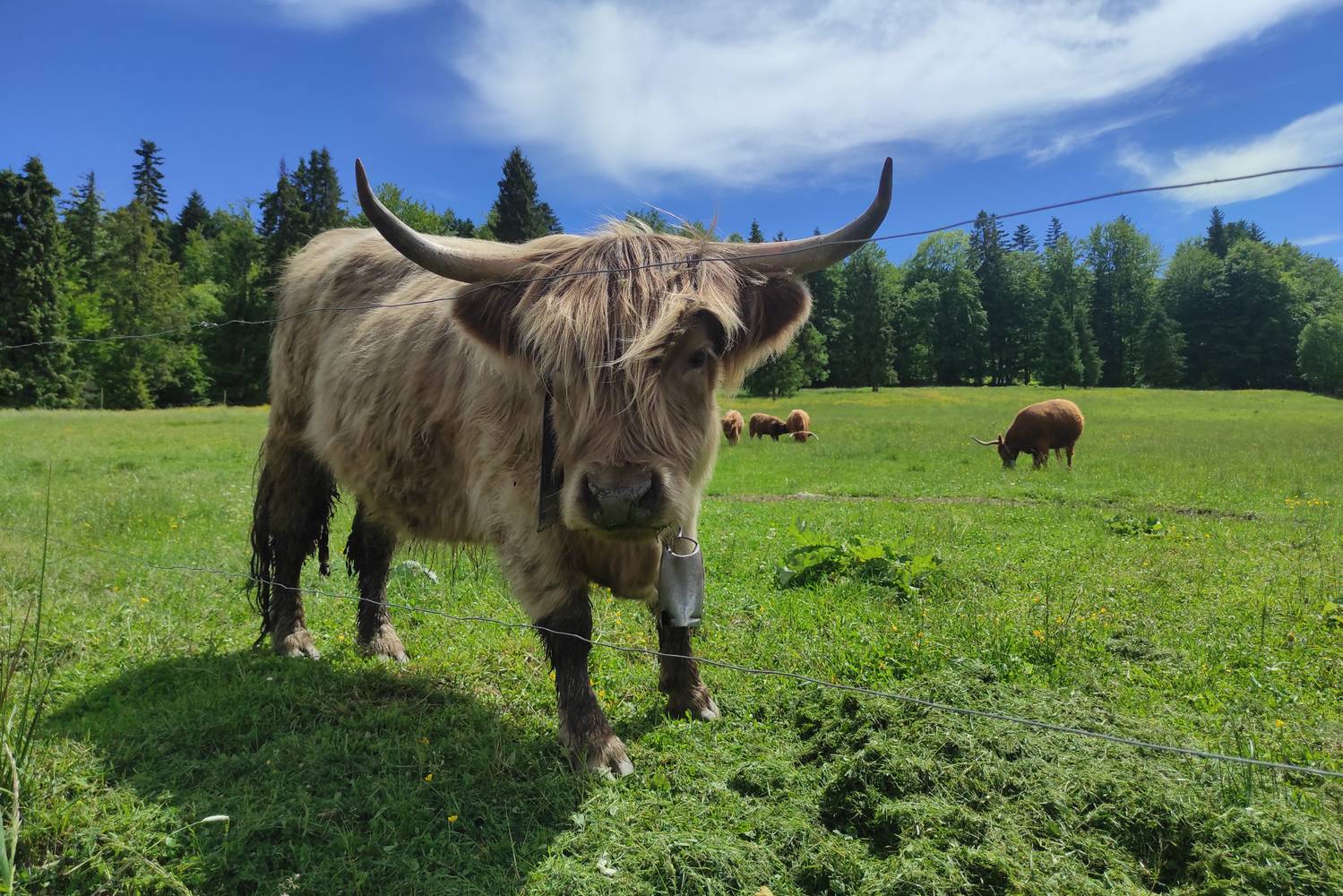 Ilyen kedves tehenekkel is találkozhatsz kirándulás közben.