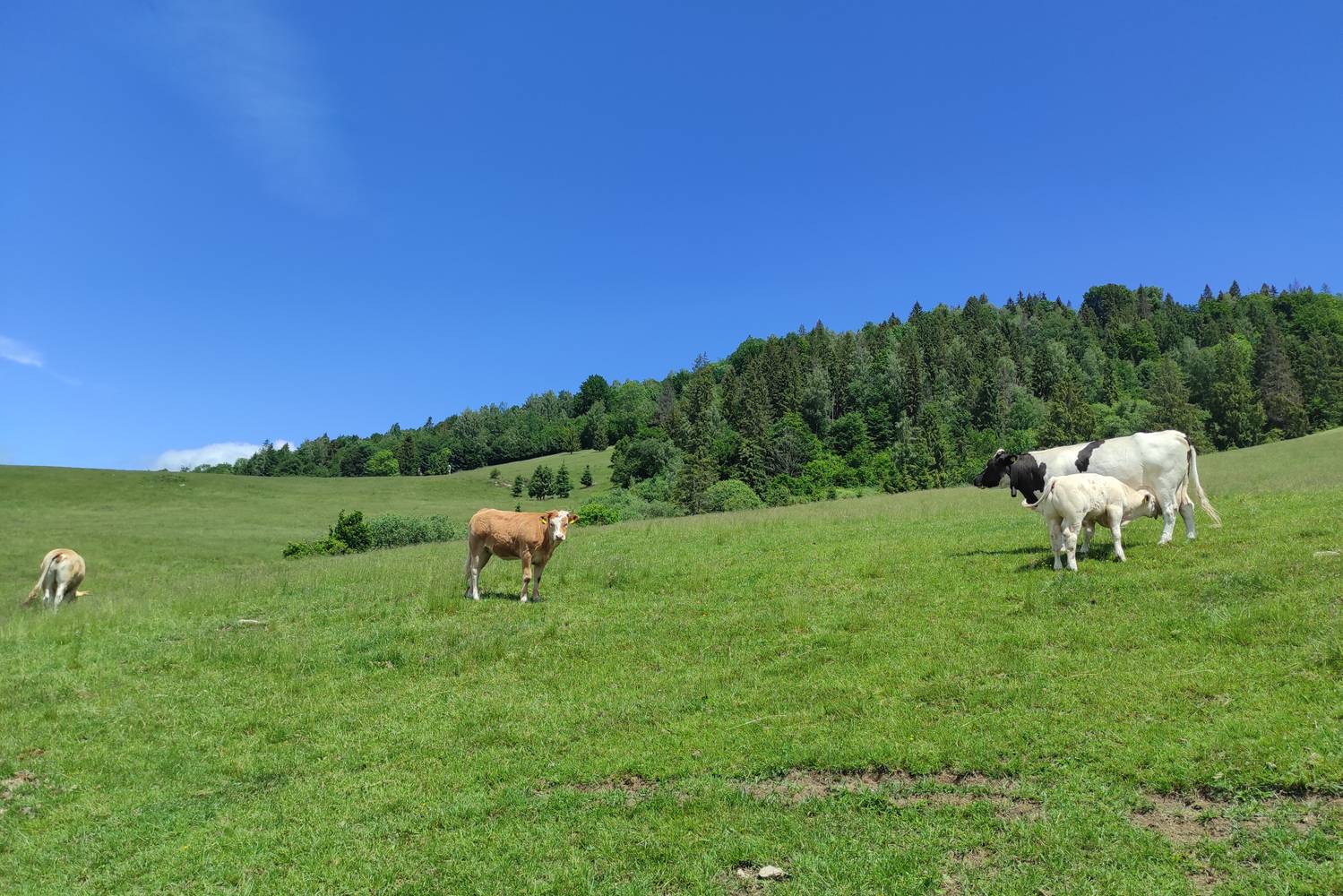 szlovákia (2)
