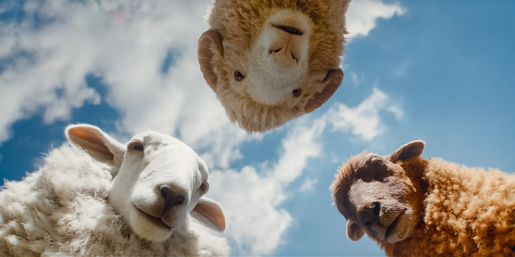 Részlet a Birkakrimi c. filmből