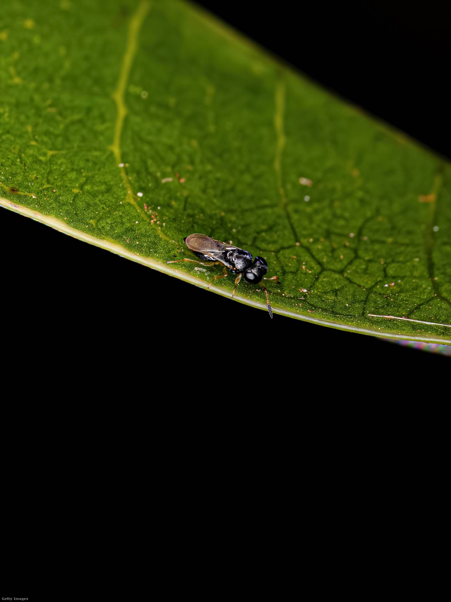 Trissolcus basalis.