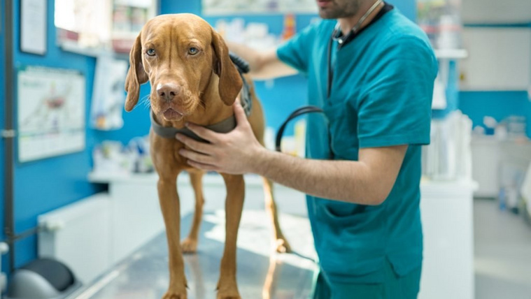Hetekig köhögött a vizsla a tüdejében rejtőző növénytől
