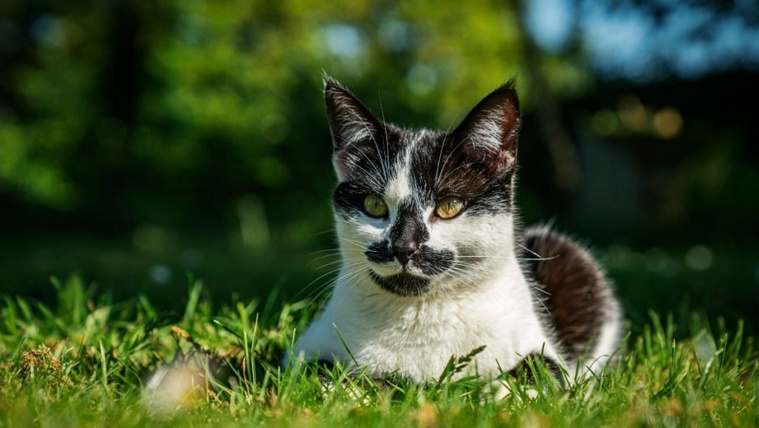 Hogyan izzadnak a macskák? Meglepő helyen hűtik magukat