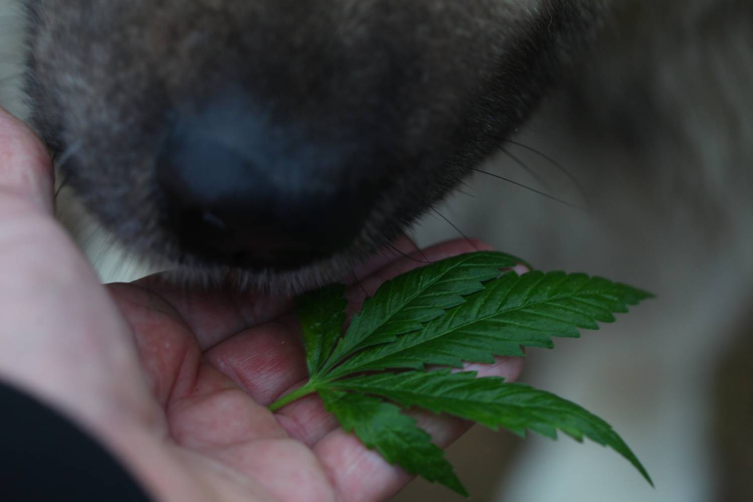 labrador turazas betepett