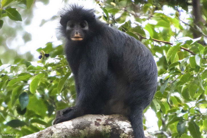 Colobus congoensis
