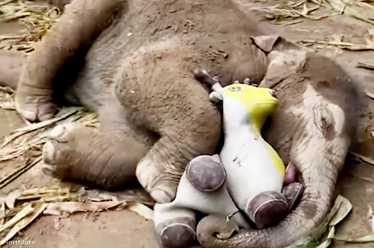 SWNS ELEPHANT CUDDLE 002