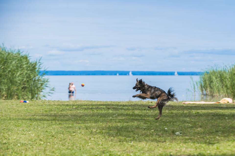 Felbontanák a keszthelyi kutyás strand szerződését, petíciót indítottak a megmentéséért