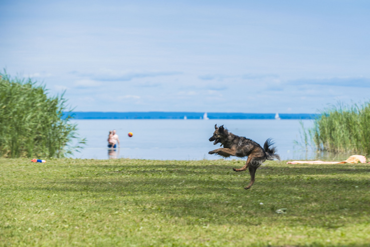 Felbontanák a keszthelyi kutyás strand szerződését, petíciót indítottak a megmentéséért