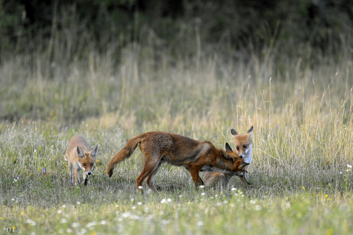 Vörös róka és kölykei a Pest megyei Pomáz környékén 2018. július 6-án