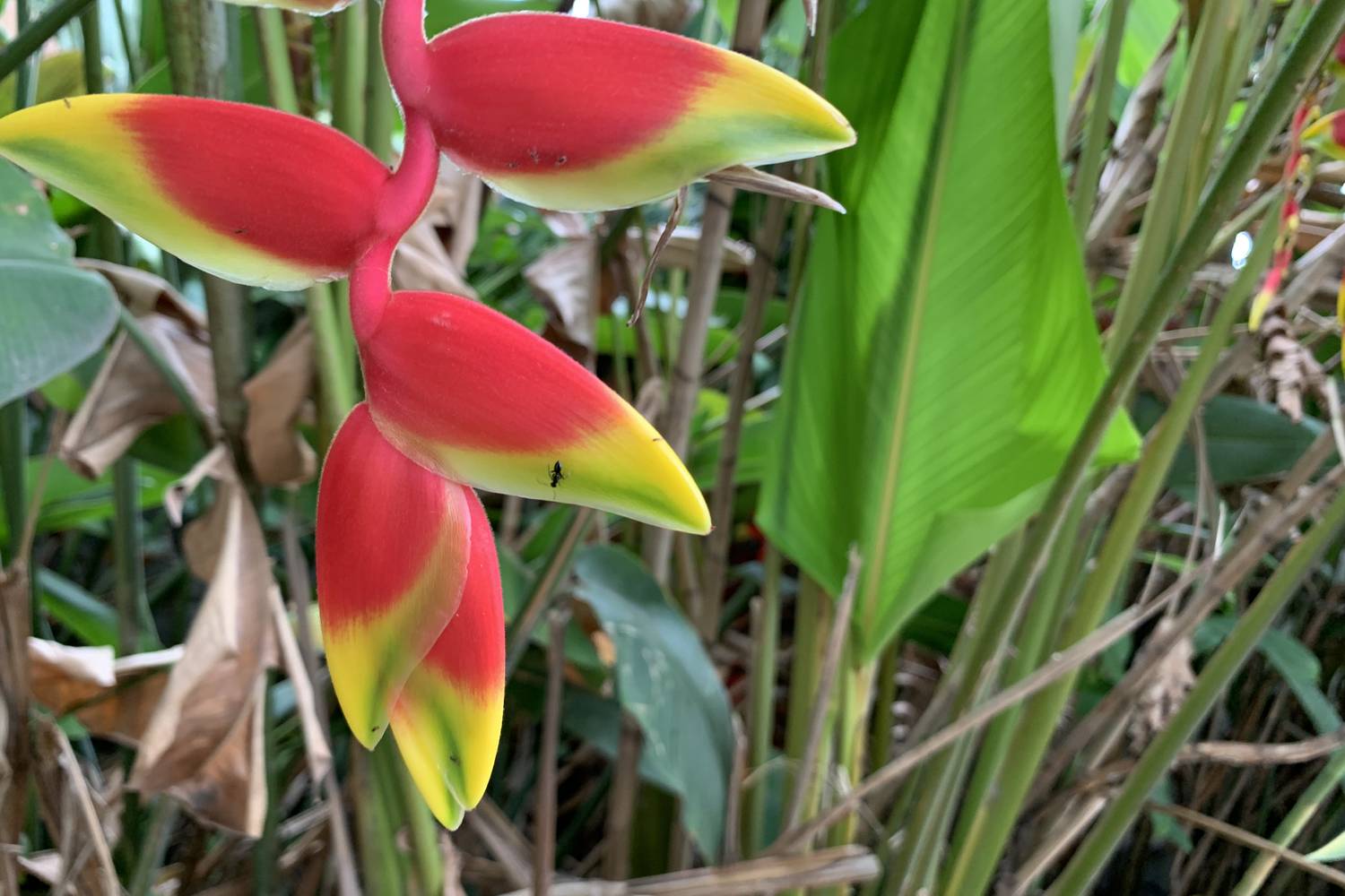 Heliconia rostrata