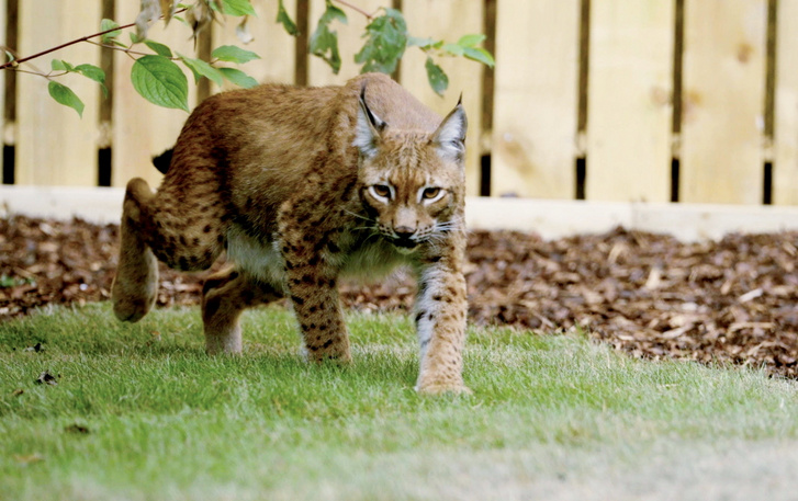 SWNS LYNX WALK 02