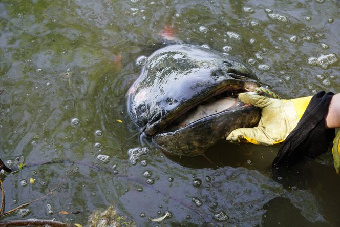 Négy horgász küzdött a csaknem háromméteres, 130 kilós szörnyeteggel