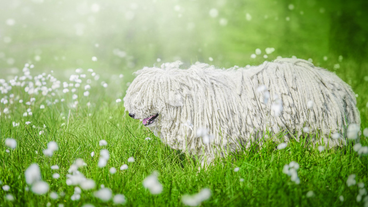Amikor egy komondor strandolni indul: zseniális, hogyan hűsöl Hanga a folyóban (videó)