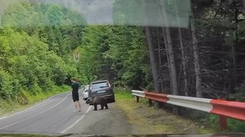 Medve szaglászott a Transzfogarason parkoló autóknál – videón az eset