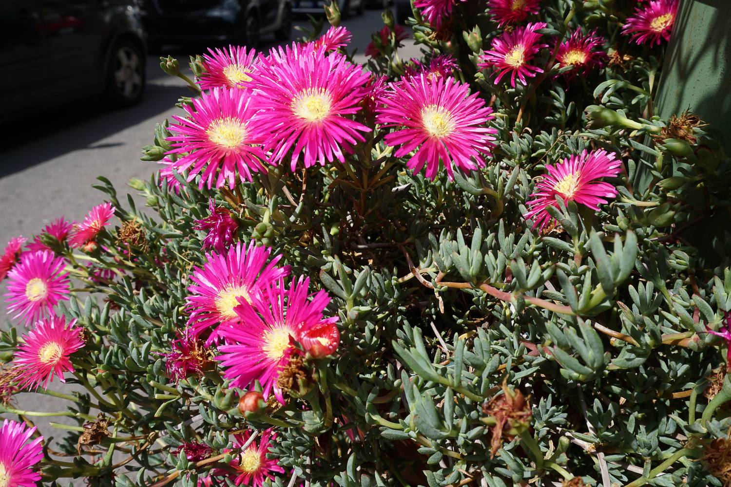 Délvirág, napcsillag (Delosperma)