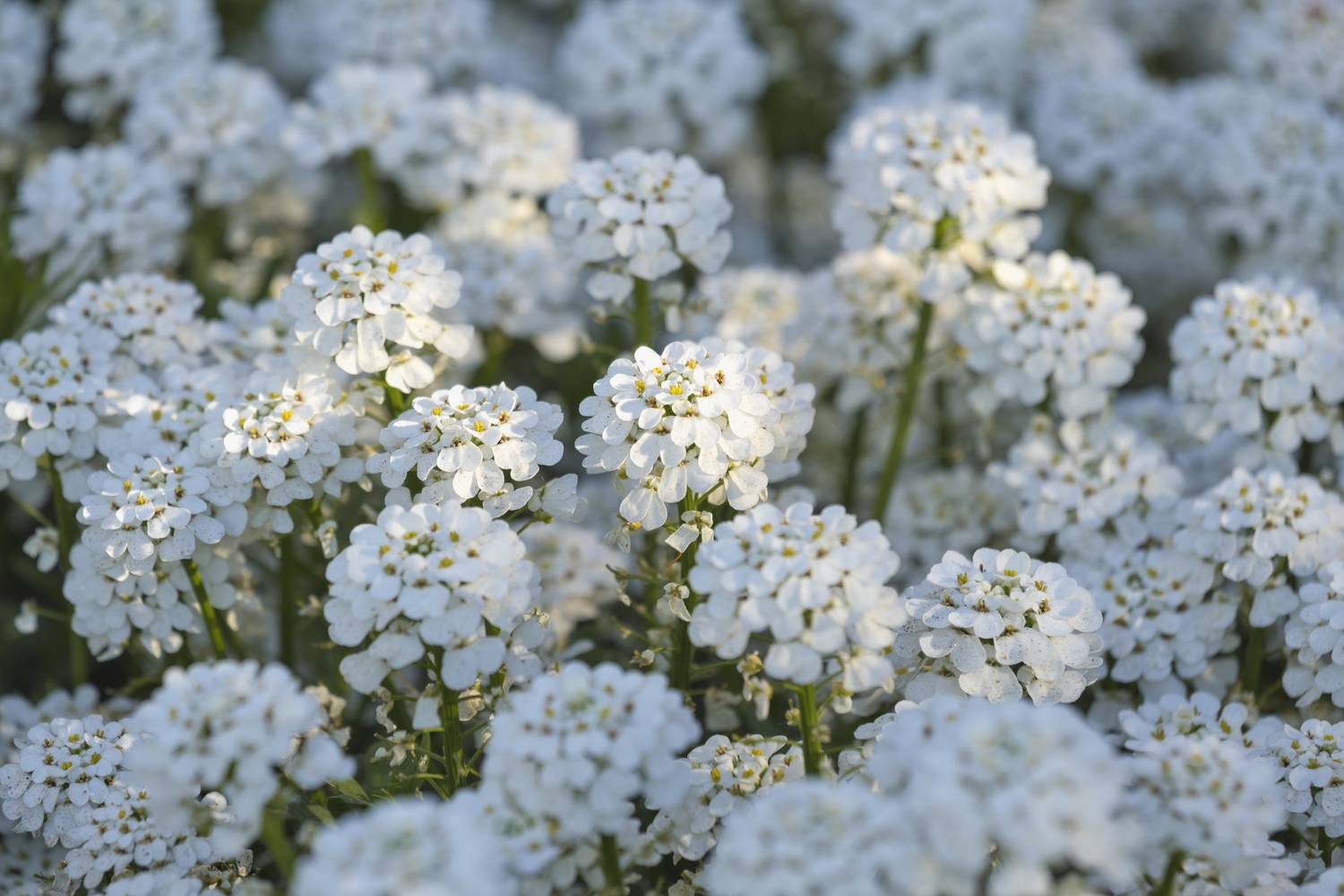 Örökzöld tatárvirág (Iberis sempervirens)