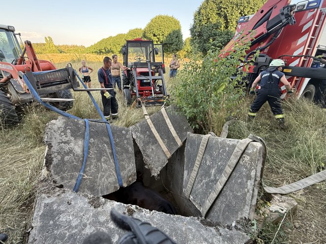 Négy méter mély aknába esett két ló Lothárdon, tűzoltók emelték ki őket