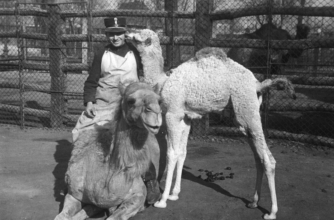 Nőstény teve újszülött borjával és a gondozójuk, 1938