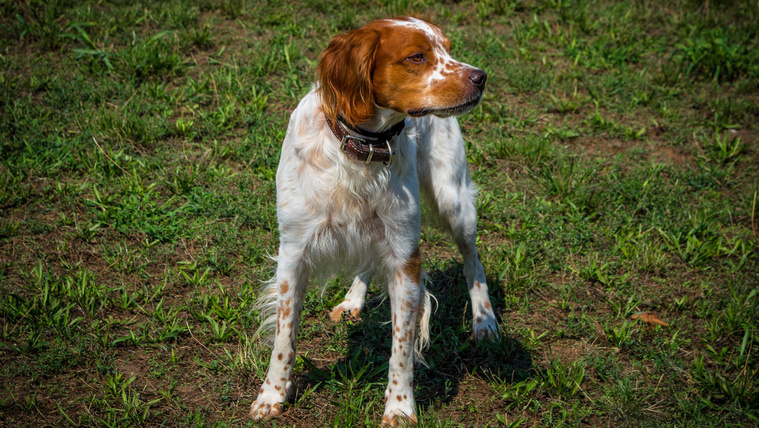 A spániel, amely szetter és vizsla is