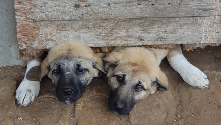 „Nehéz őket szeretni, de van miért": ilyen a kangal
