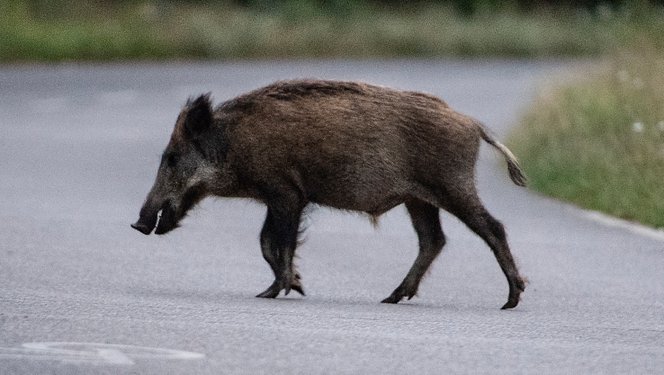 Kiderült, hogyan jutott el a vaddisznó szombaton a Kossuth térre