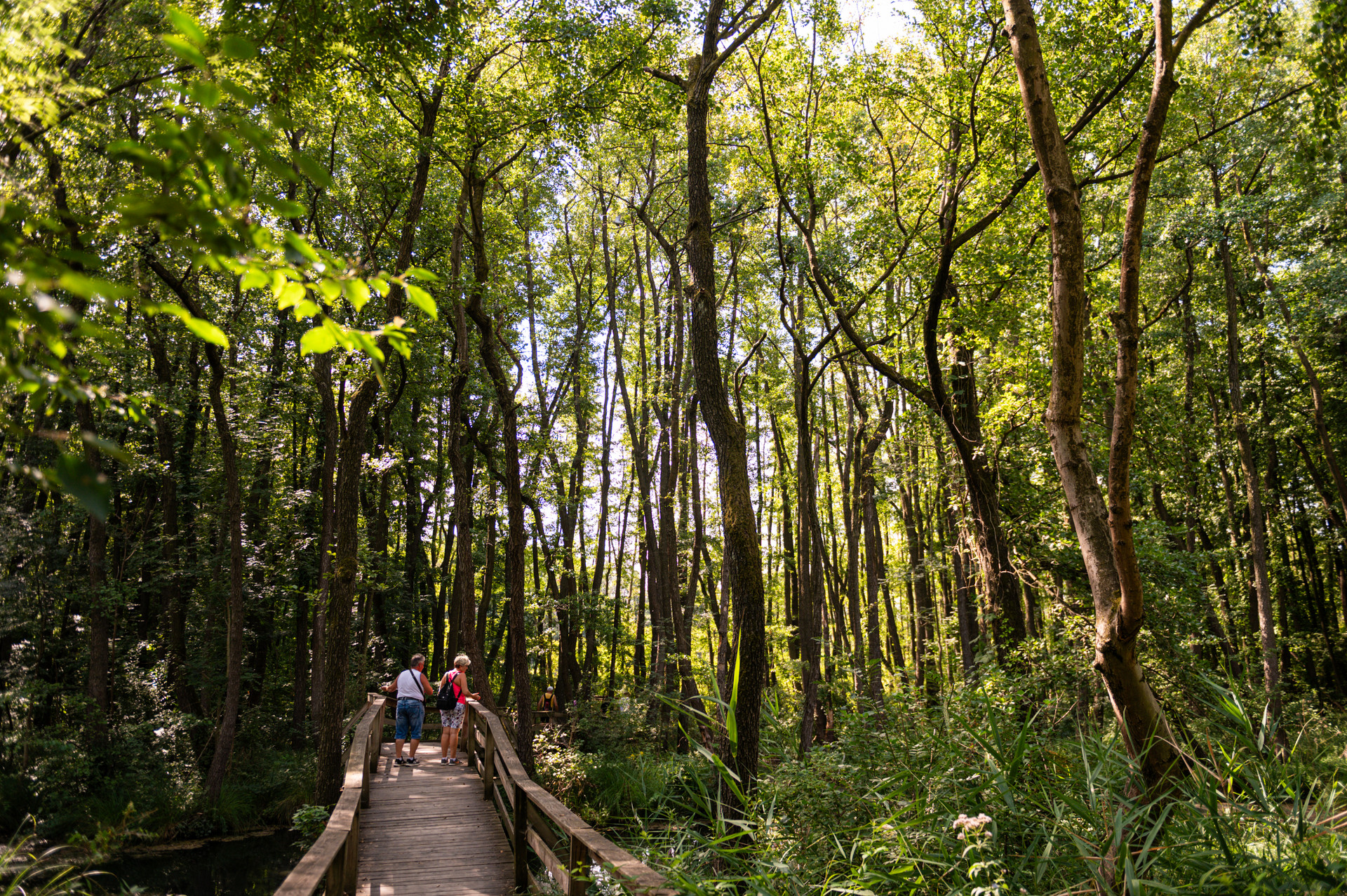 Tatai Fenyes Tanosveny 026 Medgyesi Milan 20260811