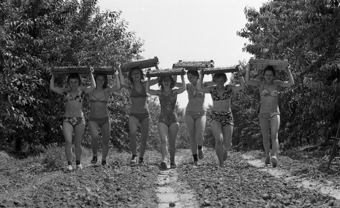 A Kállai Éva KISZ-tábor lakói cseresznyeszedésen a helyi állami gazdaságban, 1974