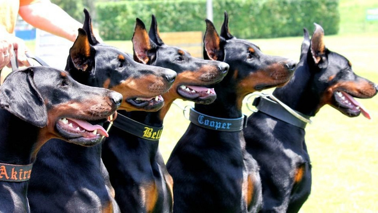 Orosz rulett: kihalás előtt a dobermann?
