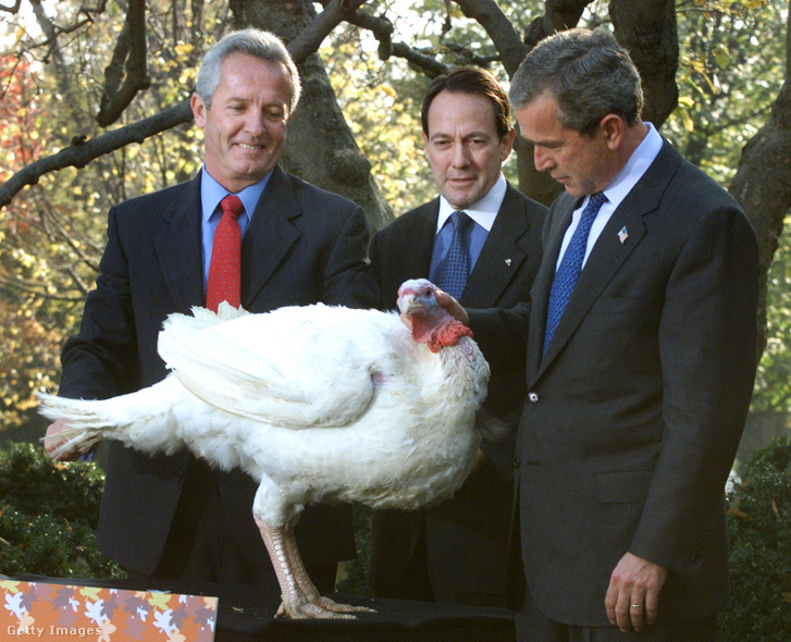 George W. Bush, Jeff Radford és Stuart Proctor a Liberty nevű pulykával a hálaadásnapi pulykakegyelem hagyományos ünnepségén a washingtoni Fehér Ház Rózsakertjében, 2001. november 19-én