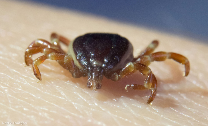 Egy elpusztult Hyalomma marginatum kullancs látható egy doktorandusz hallgató kezén 2020. február 17-én