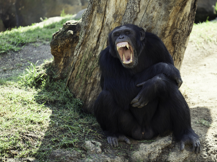 Jane Goodallt teljesen letaglózta, amikor meglátta, milyen vérengzőek tudnak lenni szeretett csimpánzai. Ő írta le először, hogy a legközelebbi főemlős rokonaink, nem csak kedvesek és sok tekintetben emberiek tudnak lenni, hanem időnként gyilkos háborúkat indítanak egymás ellen